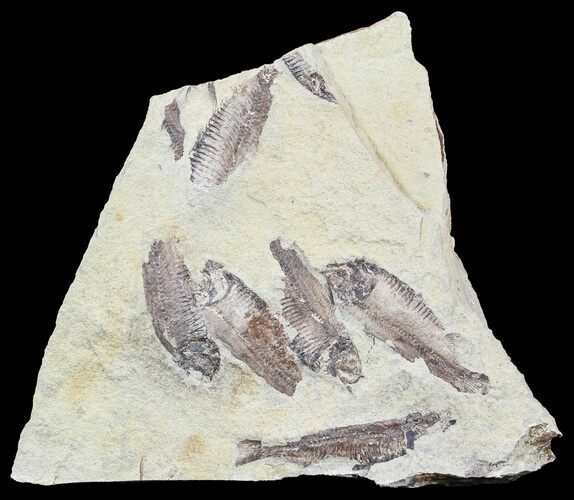 Fossil Fish (Gosiutichthys) Multiple Plate - Lake Gosiute #54970